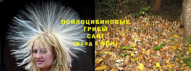 купить наркотики сайты  Жирновск  Псилоцибиновые грибы Psilocybine cubensis 